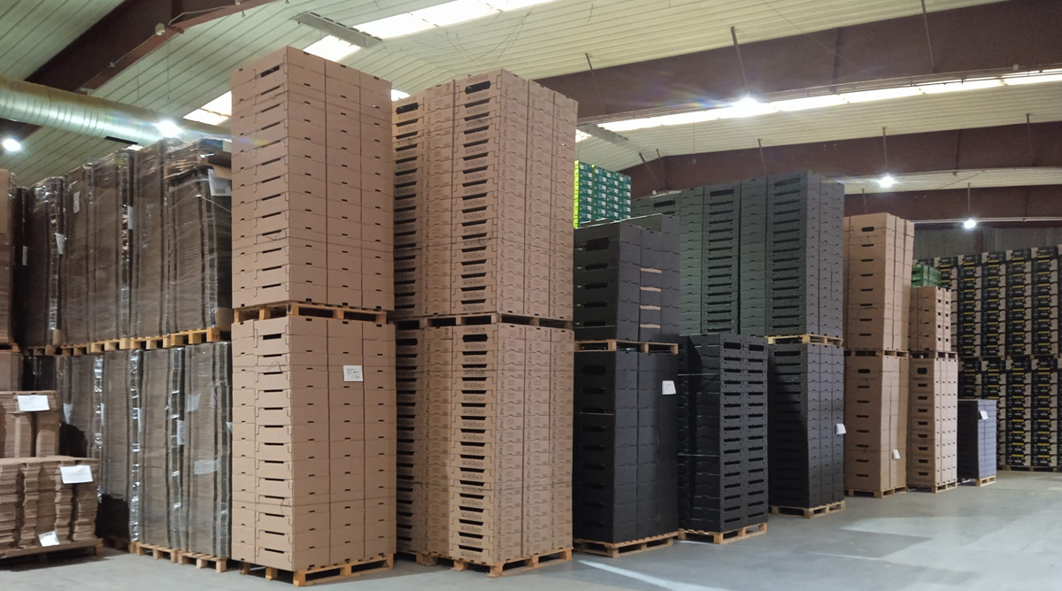 Amplia variedad de cajas paletizadas